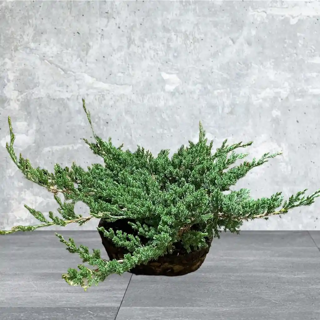 Bonsai Grande Pino Rastrero