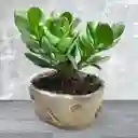 Bonsai Pequeño Jade Macho