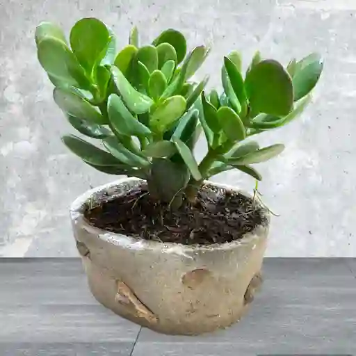 Bonsai Pequeño Jade Macho