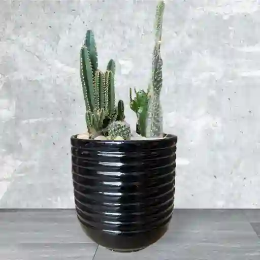 Terrario De Cactus En Matera De Ceramica Negra