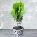 Bonsai Pequeño Pino Libro