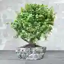 Bonsai Grande Jade Hembra