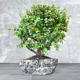 Bonsai Grande Jade Hembra