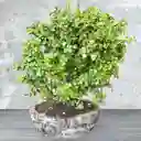 Bonsai Grande Jade Hembra