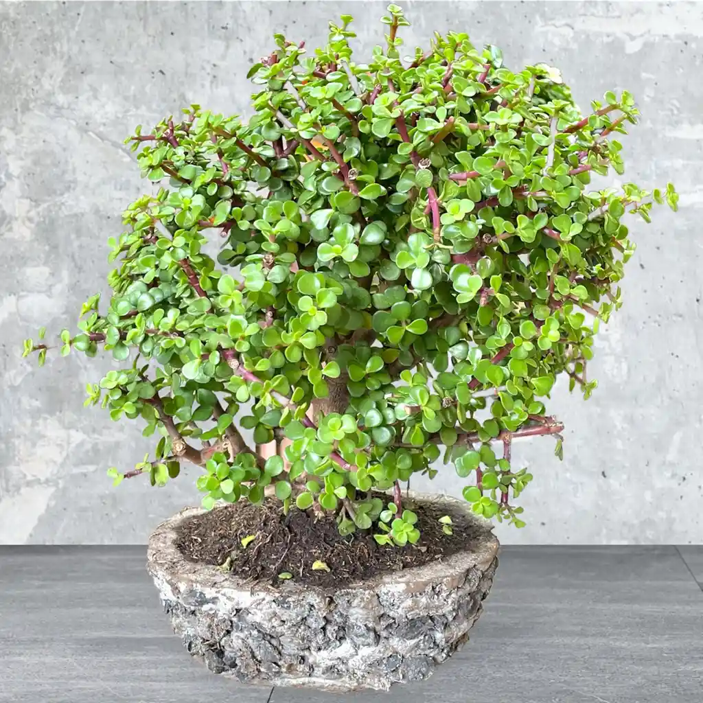 Bonsai Grande Jade Hembra