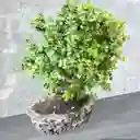 Bonsai Grande Jade Hembra