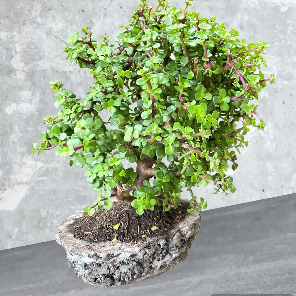 Bonsai Grande Jade Hembra