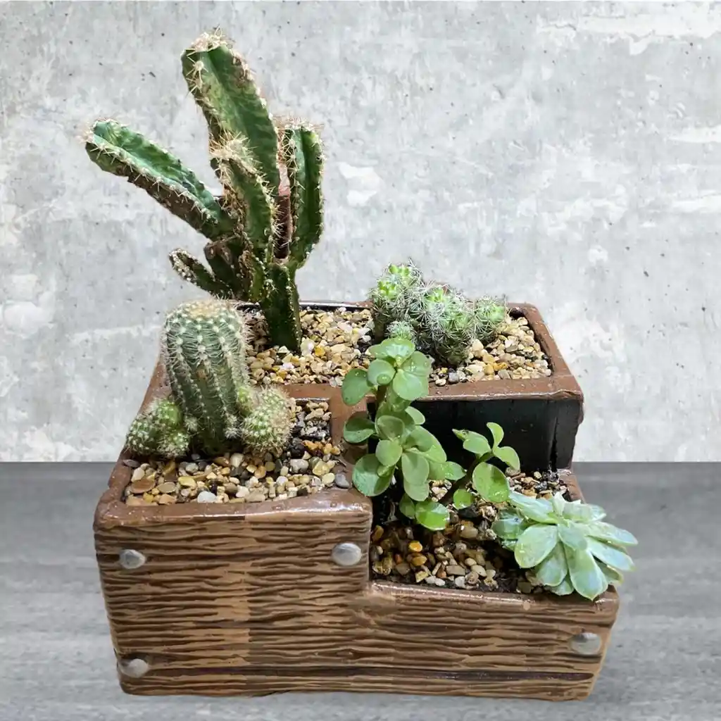 Terrario De Suculentas Y Cactus