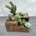 Terrario De Suculentas Y Cactus