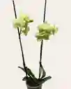 Orquidea Amarillax 2 Tallos