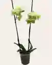 Orquidea Amarillax 2 Tallos