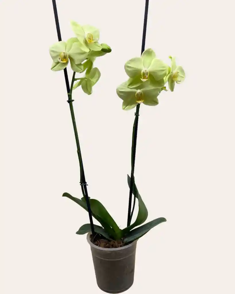 Orquidea Amarillax 2 Tallos