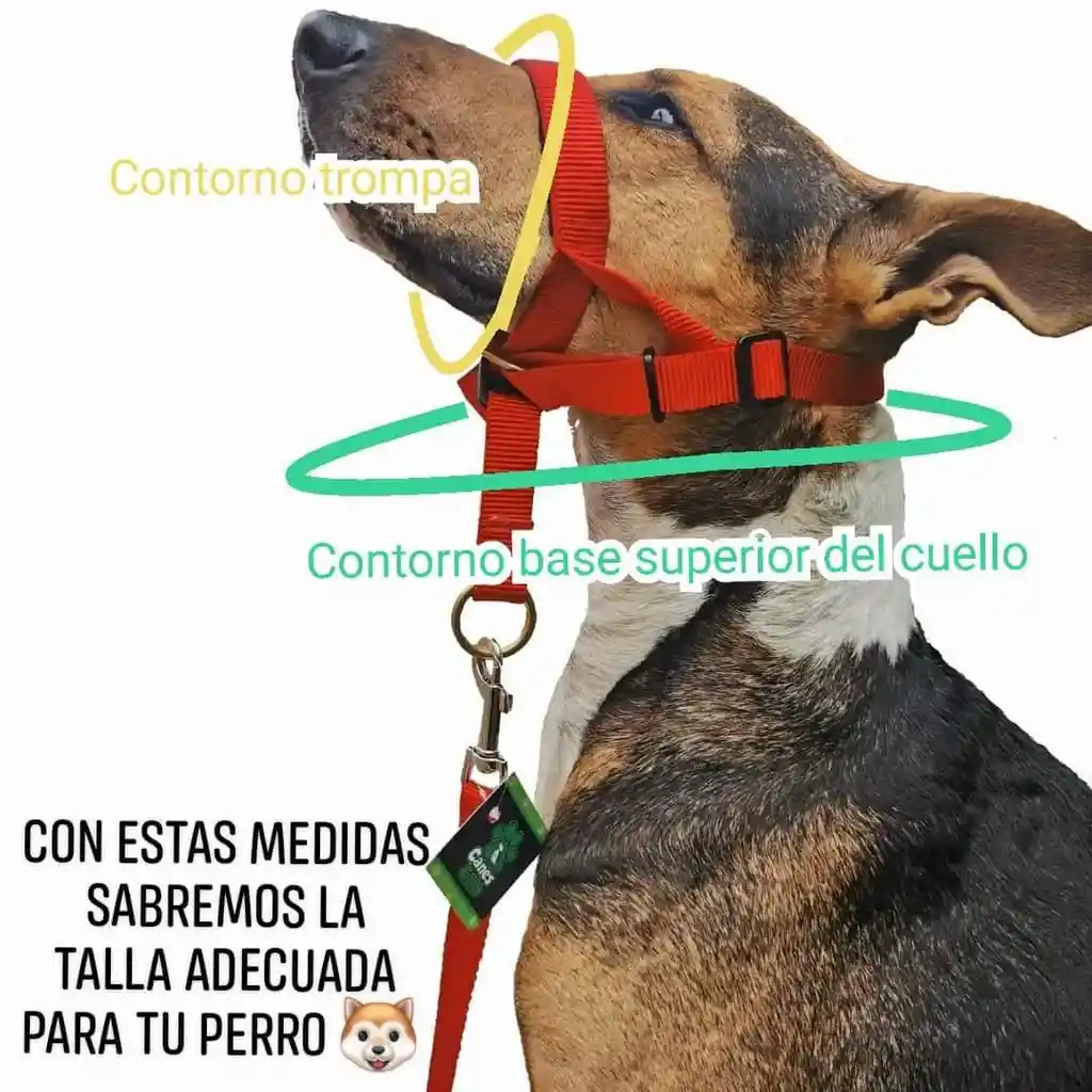 Collar Haltie M