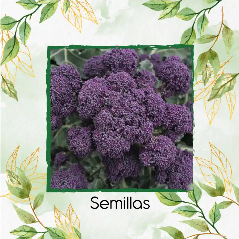 13 Semillas Orgánicas De Brócoli Morado