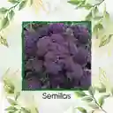 50 Semillas Orgánicas De Brócoli Morado