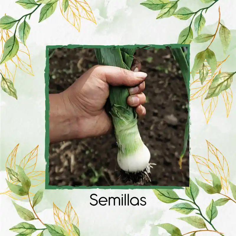 50 Semillas Orgánicas De Cebolla Puerro