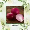 100 Semillas Orgánicas De Cebolla Roja