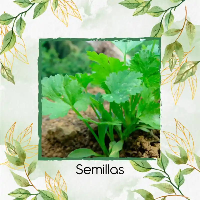 50 Semillas Orgánicas De Cilantro