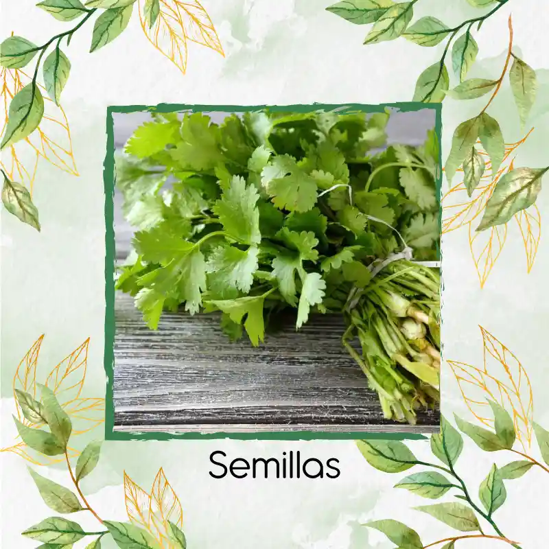 50 Semillas Orgánicas De Cilantro