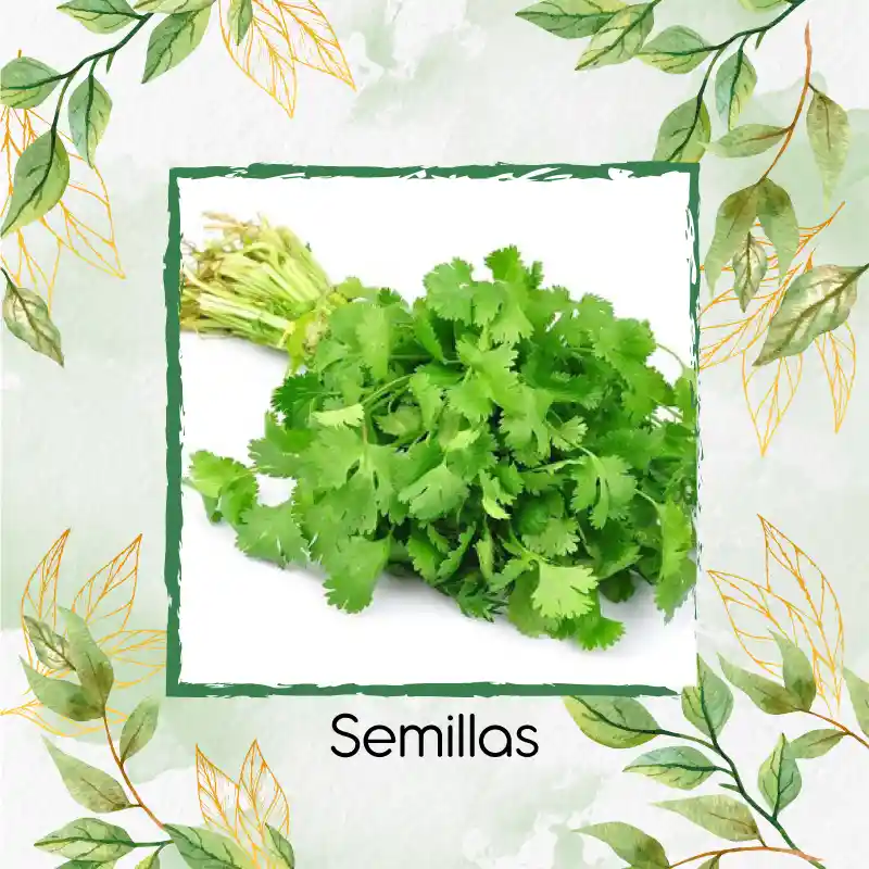 75 Semillas Orgánicas De Cilantro Patimorado