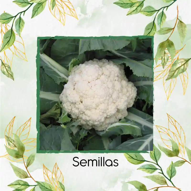 100 Semillas Orgánicas De Coliflor