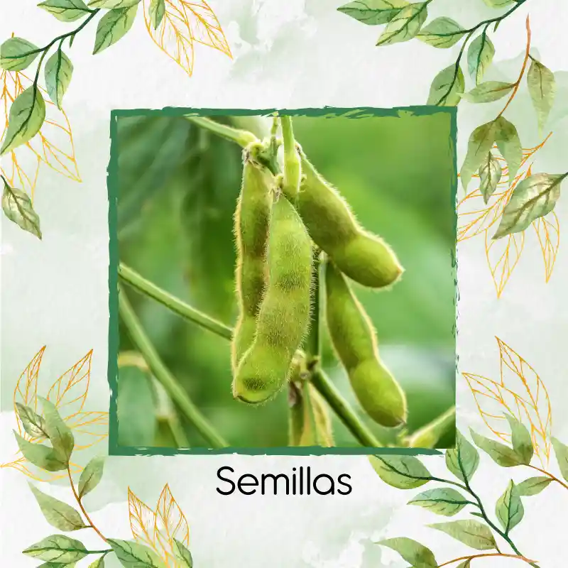 3 Semillas Orgánicas De Edamame