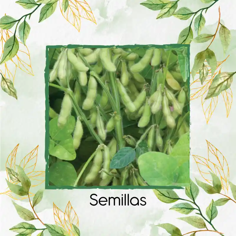 3 Semillas Orgánicas De Edamame