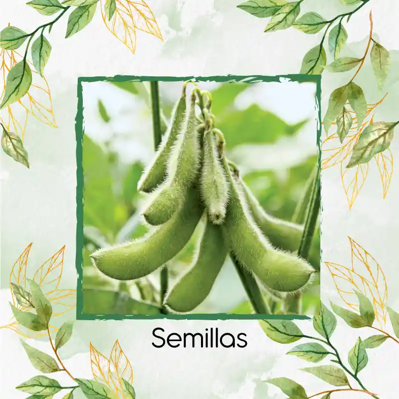 3 Semillas Orgánicas De Edamame