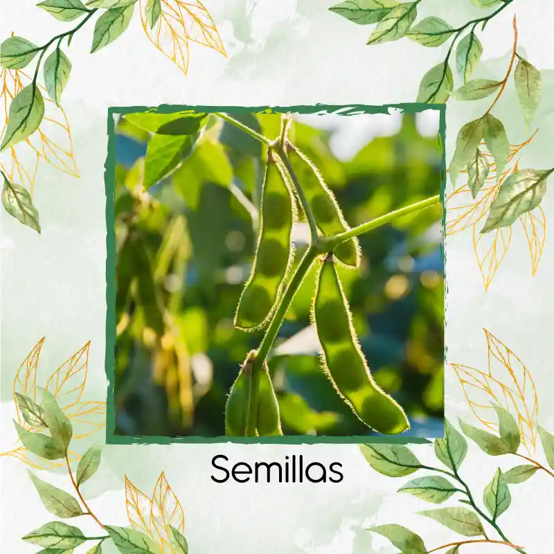 120 Semillas Orgánicas De Edamame