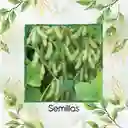 120 Semillas Orgánicas De Edamame