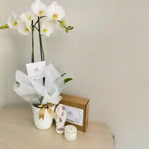 Orquideas Condolencias Kit Celestial