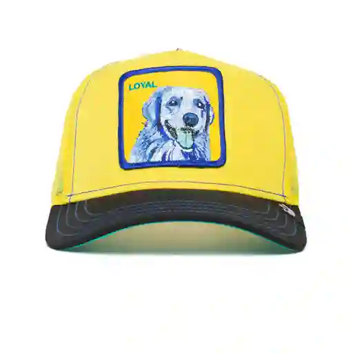 Loyal Perro Amarillo