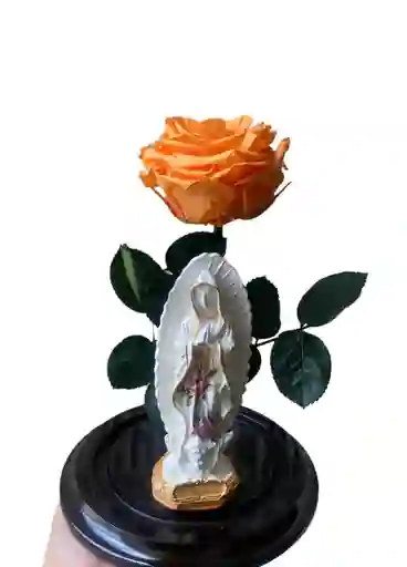 Rosa + Virgen De Guadalupe