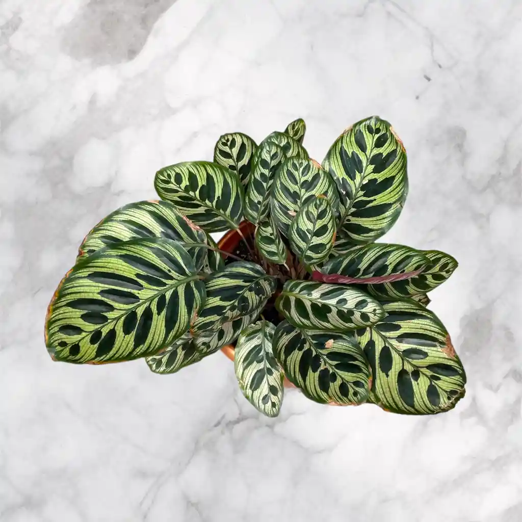 Planta Calathea En Matera Color Dorado/salmon