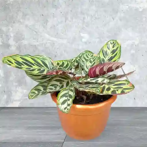 Planta Calathea En Matera Color Dorado/salmon