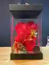 Oso Con Rosas