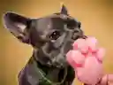 Paleta Frutos Rojos Para Perros Dogs And Brunch