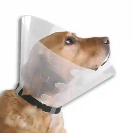 Collar Isabelino Talla 10