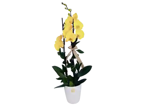 Orquídea De Dos Varas