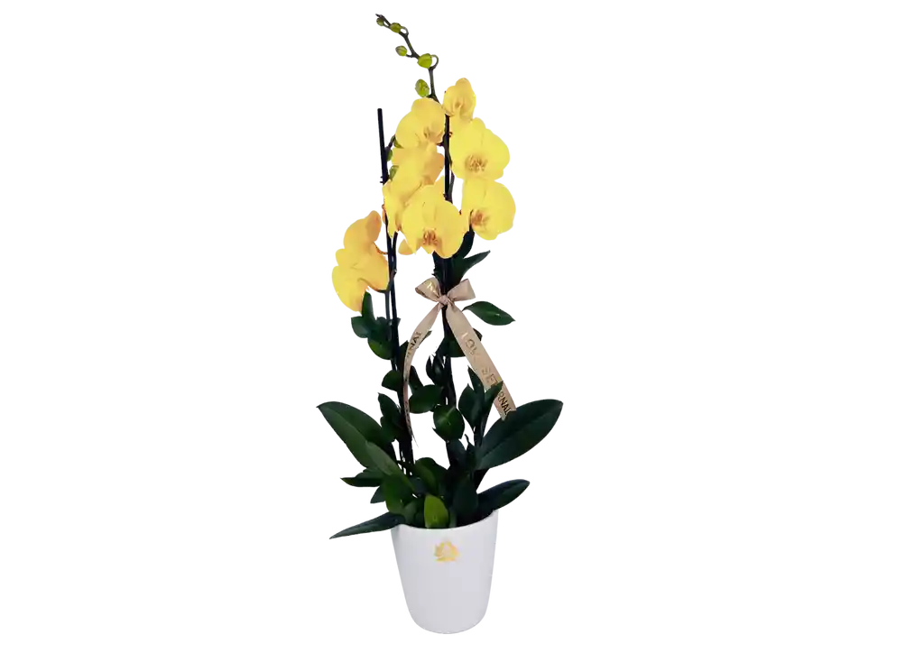 Orquídea De Dos Varas