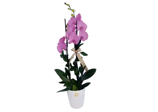 Orquídea De Dos Varas