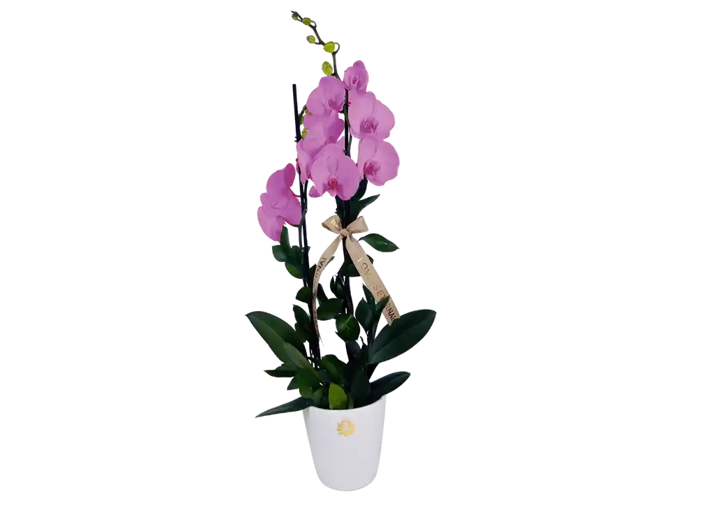 Orquídea De Dos Varas