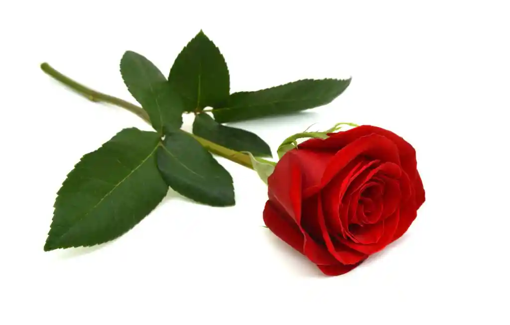 Rosas Tipo Exportación