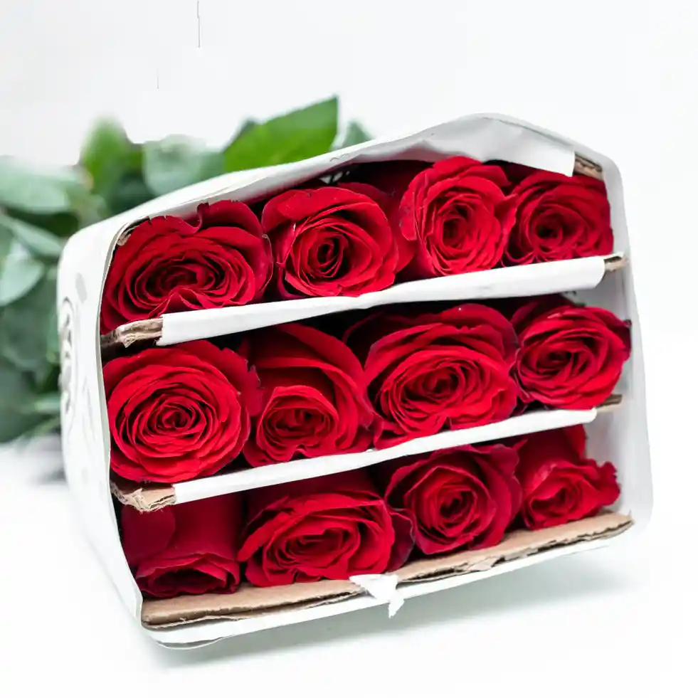 Rosas Tipo Exportación