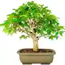 Bonsai De Jabuticaba - Especie Brasileña Frutal