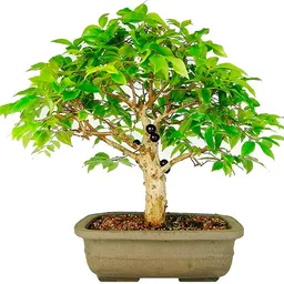 Bonsai De Jabuticaba - Especie Brasileña Frutal
