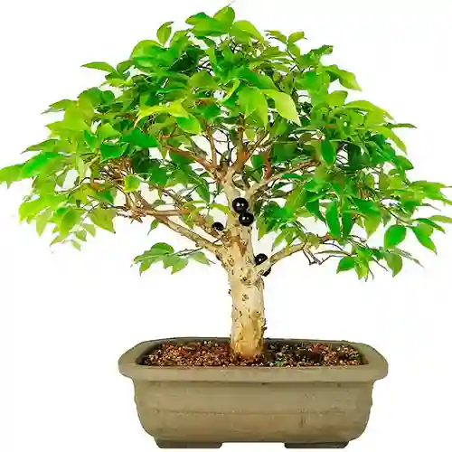 Bonsai De Jabuticaba - Especie Brasileña Frutal