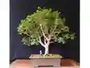 Bonsai De Jabuticaba - Especie Brasileña Frutal