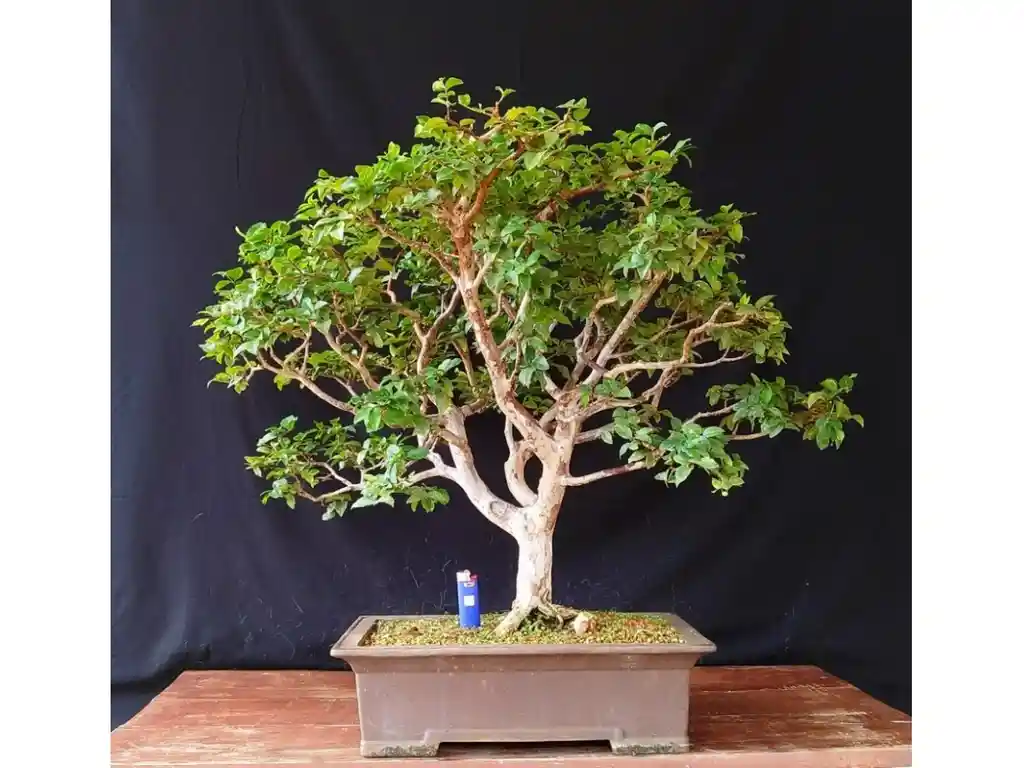Bonsai De Jabuticaba - Especie Brasileña Frutal