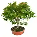 Bonsai De Jabuticaba - Especie Brasileña Frutal